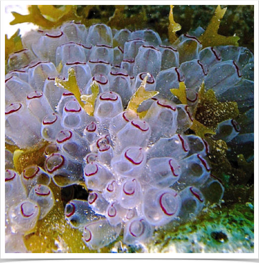 Cluster of Painted Tunicate (Clavelina pita) - on reef at BVI. Cluster of Painted Tunicate (Clavelina pita) - on reef at BVI.